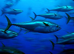 Can this university save bluefin tuna from extinction?