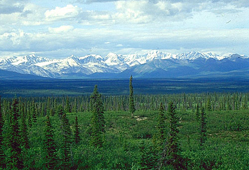 boreal_forests_picea_glauca_taiga.jpg