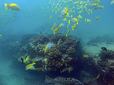 Coral Reef Cabo Pulmo