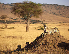 Africa cheetah