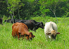 cows-grazing-225x159.jpg