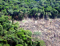 Brazil Deforestation