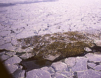 Eiders Retreating Sea Ice