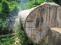Ghana Logging