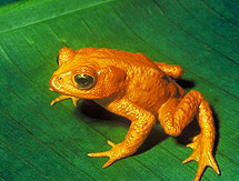 Panamanian Golden Toad