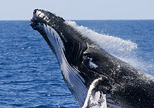 Whales Biologist Roger Payne