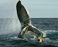 Province Center for Coastal Studies Whale Entanglement
