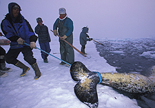 Inuit hunters pull narwhal from water