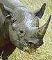 Fighting A Last-Ditch Battle to Save the Rare Javan Rhino