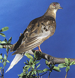 Martha, last passenger pigeon