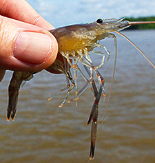 Macrobrachium ohione river shrimp