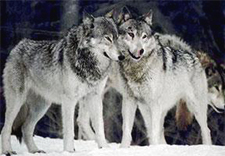 Rocky Mountain wolves