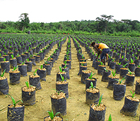 Liberia Equatorial Palm Oil