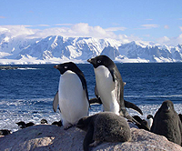 AdÃ©lie penguins Antarctica
