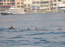 Dolphin in Bosphorus