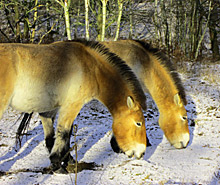 Przewalski horses in Germany