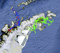 Antarctica Killer Whale Tracker