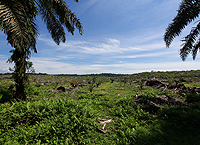 Palm Oil Mill in North Sumatra