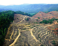Sumatra Deforestation