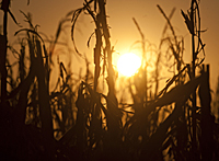 Drought Damaged Indiana Corn Stalks