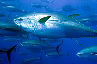 Tuna swim