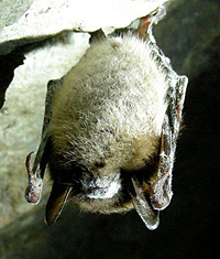 White Nose Syndrome Bats