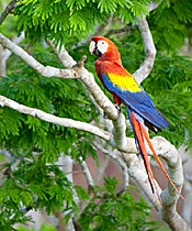Scarlet Macaw Maya Biosphere