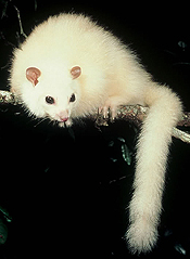 White lemuroid possum