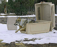 Mexican Wolf Release