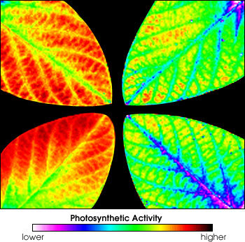 Left: Brown patches on potato leaves show evidence of ozone damage. Right: Fluorescence imaging reveals the difference in photosynthetic activity between soybean leaves grown in healthy conditions (left) and those grown in chambers with elevated ozone levels (right). 