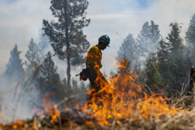 photo of In Our Age of Fire Suppression, Only the Biggest Blazes Survive image