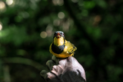 A male oriole whistler on a forest ranger's hand.