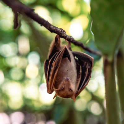 Cup fungus (left) and a Woodford's fruit bat (right) in the Sirebe forest.