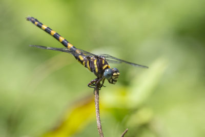 Dragonflies Reveal Path of Mercury Pollution
