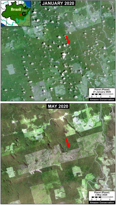 Satellite images show nearly 15,000 acres of new deforestation between January and May in the Brazilian state of Pará.